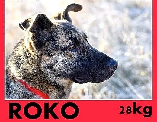 ROKO,owczarek,młody,wesoły,towarzyski pies.ADOPCJA