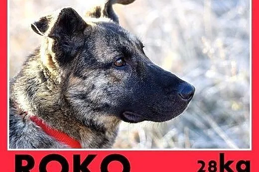 ROKO,owczarek,młody,wesoły,towarzyski pies.ADOPCJA