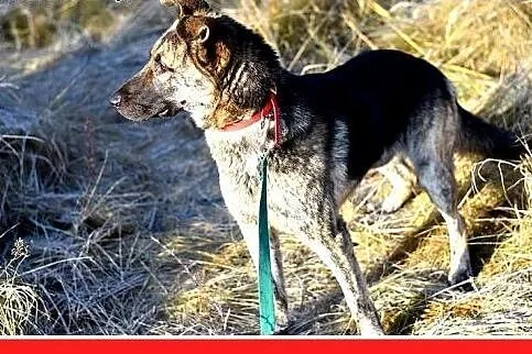 ROKO,owczarek,młody,wesoły,towarzyski pies.ADOPCJA