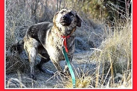 ROKO,owczarek,młody,wesoły,towarzyski pies.ADOPCJA