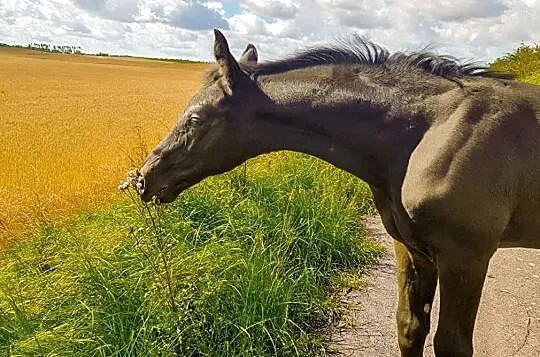 Młody wałach po Furst Wilhelmie, , 