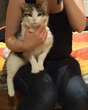 2 letni kocurek Gizmo szuka domu