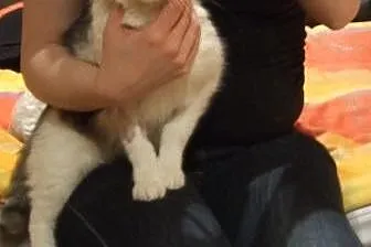 2 letni kocurek Gizmo szuka domu