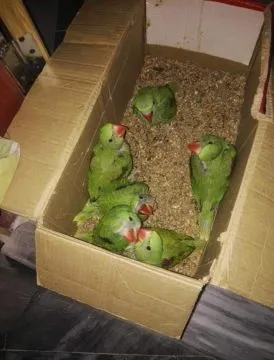 Domowe i ręcznie karmione papużki obrożne dostępne na sprzedaż., , Warszawa