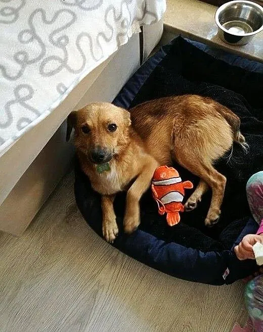 Skrzat- młody, mały psiak - tylko do adopcji , ma
