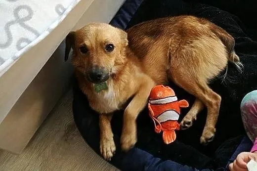 Skrzat- młody, mały psiak - tylko do adopcji ,  ma