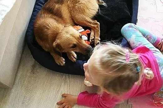 Skrzat- młody, mały psiak - tylko do adopcji ,  ma