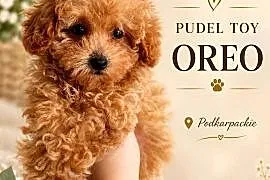 Pudelek toy Oreo b.genetyczne baby face