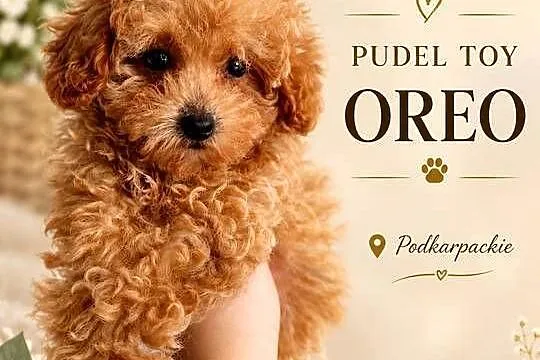 Pudelek toy Oreo b.genetyczne baby face, Podkarpackie, Jasło