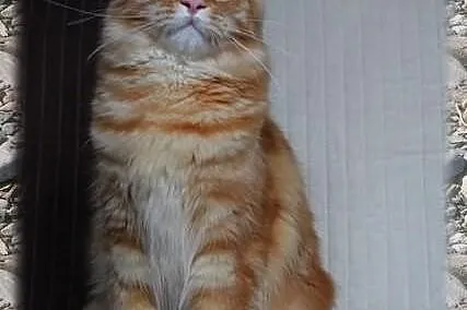 Duży przecudny rudasek Maine Coon Elvis szuka Koch