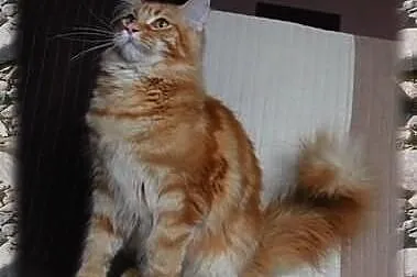 Duży przecudny rudasek Maine Coon Elvis szuka Koch