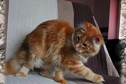 Duży przecudny rudasek Maine Coon Elvis szuka Koch