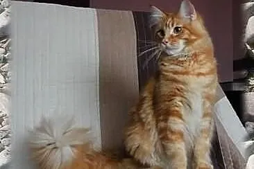 Duży przecudny rudasek Maine Coon Elvis szuka Koch