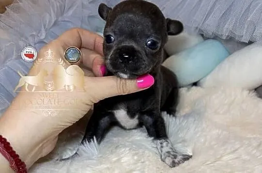 Chihuahua piesek krótkowłosy niebieski Blue badania DNA