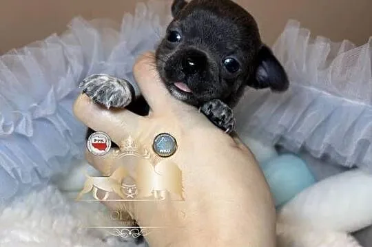 Chihuahua piesek krótkowłosy niebieski Blue badania DNA, Łódzkie, Bełchatów