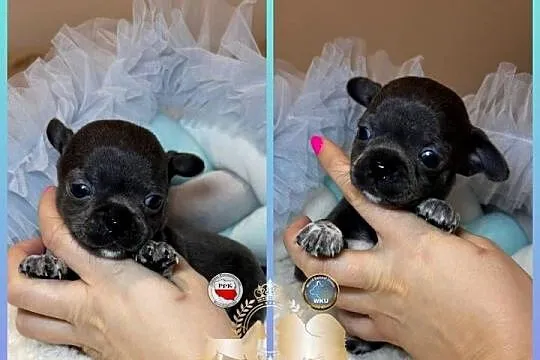 Chihuahua piesek krótkowłosy niebieski Blue badania DNA, Łódzkie, Bełchatów