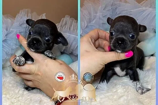 Chihuahua piesek krótkowłosy niebieski Blue badania DNA, Łódzkie, Bełchatów