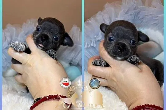 Chihuahua piesek krótkowłosy niebieski Blue badania DNA, Łódzkie, Bełchatów