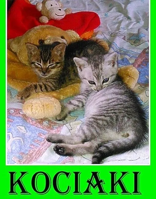 Kociaki z domu tymczasowego i schroniska,kocurki,k
