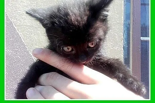 Kociaki z domu tymczasowego i schroniska,kocurki,k