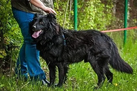 Piękny, żywiołowy pies szuka aktywnych i kochający