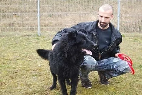 Piękny, żywiołowy pies szuka aktywnych i kochający