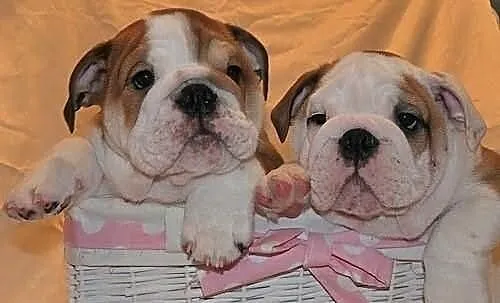 Cute adorable Buldog angielski dobrze towarzysko d