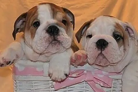 Cute adorable Buldog angielski dobrze towarzysko d