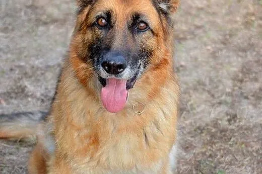 Grzeczna, wesoła suczka OWCZAREK NIEMIECKI adopcja