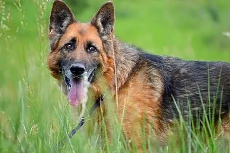 Grzeczna, wesoła suczka OWCZAREK NIEMIECKI adopcja
