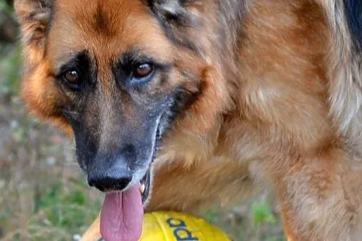 Grzeczna, wesoła suczka OWCZAREK NIEMIECKI adopcja