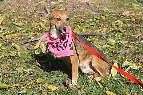 REKSIO - super dog!,  mazowieckie Warszawa