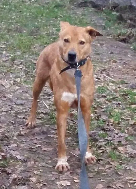 Astor - strachulec szuka domu. Kto go pokocha??,
