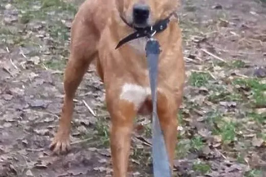 Astor - strachulec szuka domu. Kto go pokocha??,  