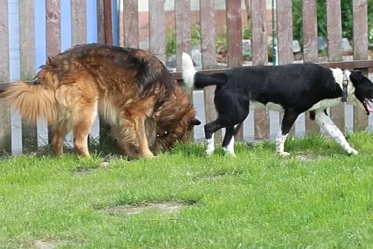 Mam na imię Hugo i będę Ci wierny długo!, Mazowieckie, Warszawa