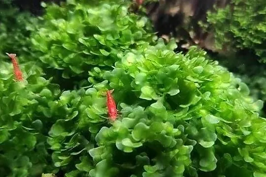 Subwassertang - roślina akwariowa