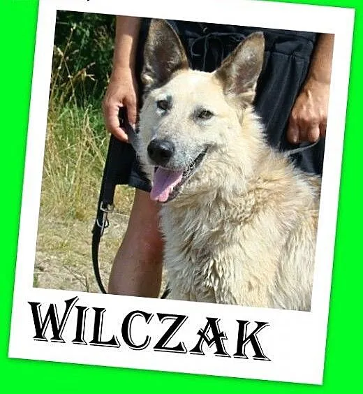 Jak wilk,przyjazny,duży,czujny,odważny pies WILCZA