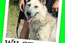 Jak wilk,przyjazny,duży,czujny,odważny pies WILCZA, Warszawa