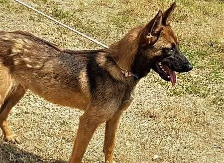 LUKA - 1,5 roczna, piękna sunia w typie owczarka belgijskiego PILNIE szuka domu, mazowieckie Warszawa, Mazowieckie, Warszawa