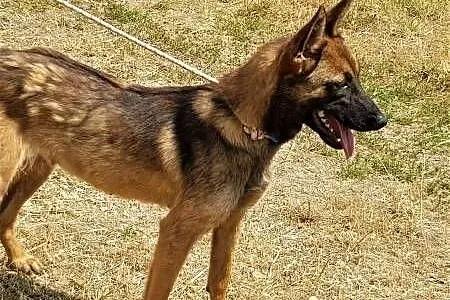 LUKA - 1,5 roczna, piękna sunia w typie owczarka belgijskiego PILNIE szuka domu,  mazowieckie Warszawa, Mazowieckie, Warszawa