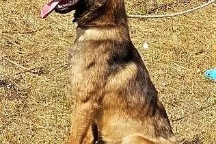 LUKA - 1,5 roczna, piękna sunia w typie owczarka belgijskiego PILNIE szuka domu,  mazowieckie Warszawa, Mazowieckie, Warszawa