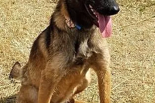 LUKA - 1,5 roczna, piękna sunia w typie owczarka belgijskiego PILNIE szuka domu,  mazowieckie Warszawa, Mazowieckie, Warszawa