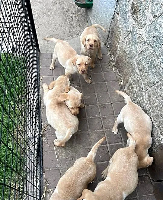 Labrador retriever, Wielkopolskie, Adamowo