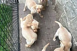 Labrador retriever
