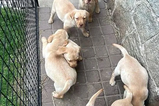 Labrador retriever, Wielkopolskie, Adamowo
