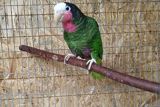 Amazonka kubańska para, Mazowieckie, Siedlce