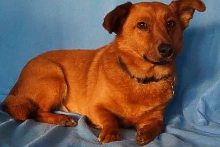 RUDEK - cudowny, mały 8 kg psiak do adopcji,  mazo