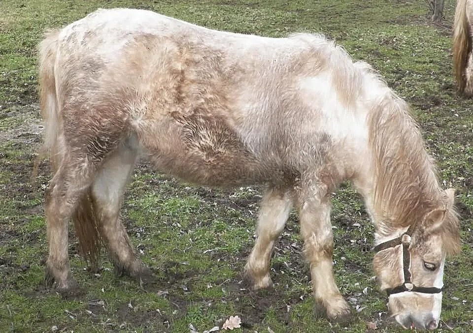 Sprzedam szatan pony