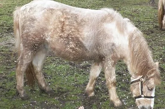 Sprzedam szatan pony