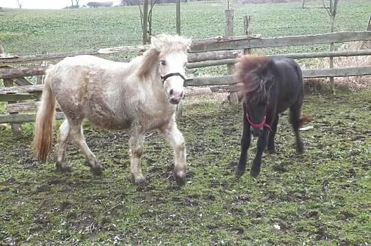 Sprzedam szatan pony